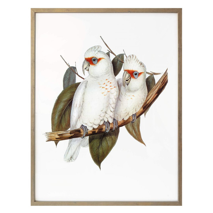 Poster Nasenkakadu - WA248479