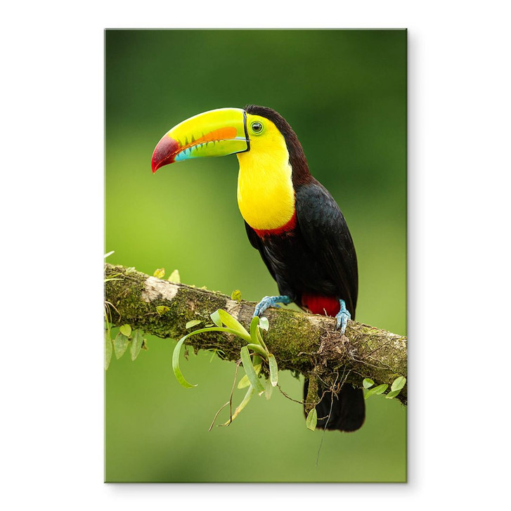 Acrylglasbild van Duijn - Fischertukan in Costa Rica - WA351927