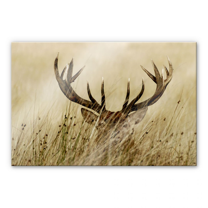 Acrylglasbild Wachsamer Hirsch - WA111686