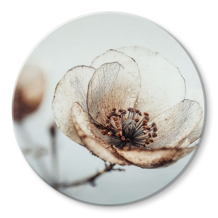 Glasbild Trockenblüte Beige Naturpoesie - Treechild - Rund - WA495197