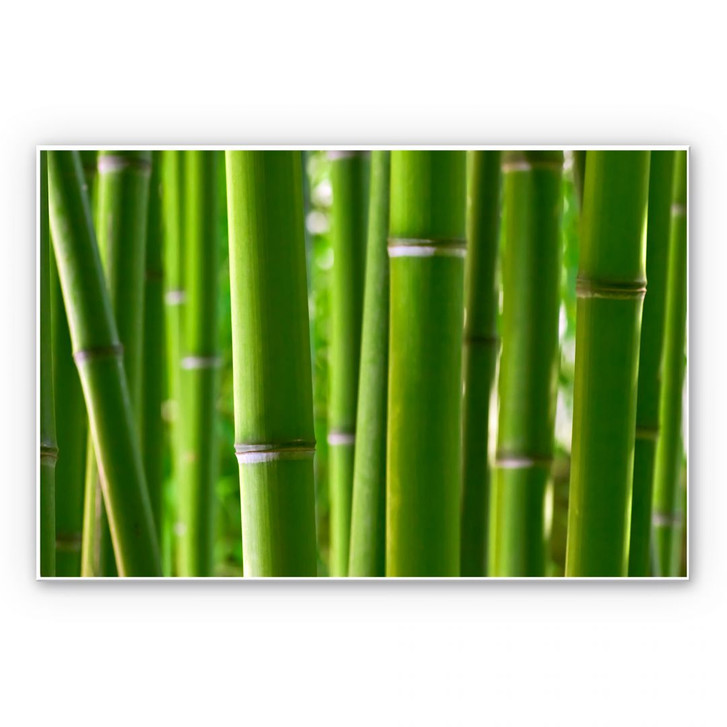 Wandbild Bambuswald - WA191189