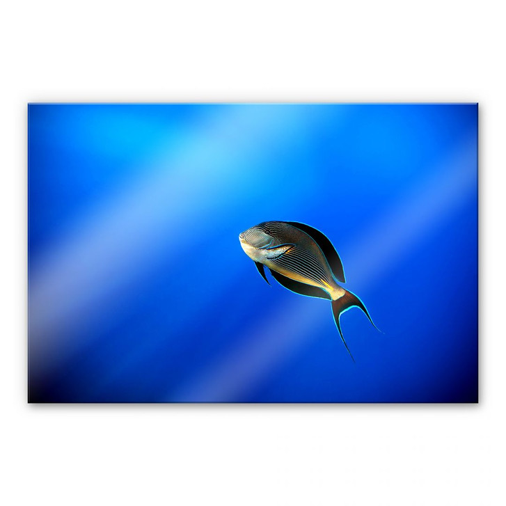 Acrylglasbild Catta - Deep Ocean - WA107836