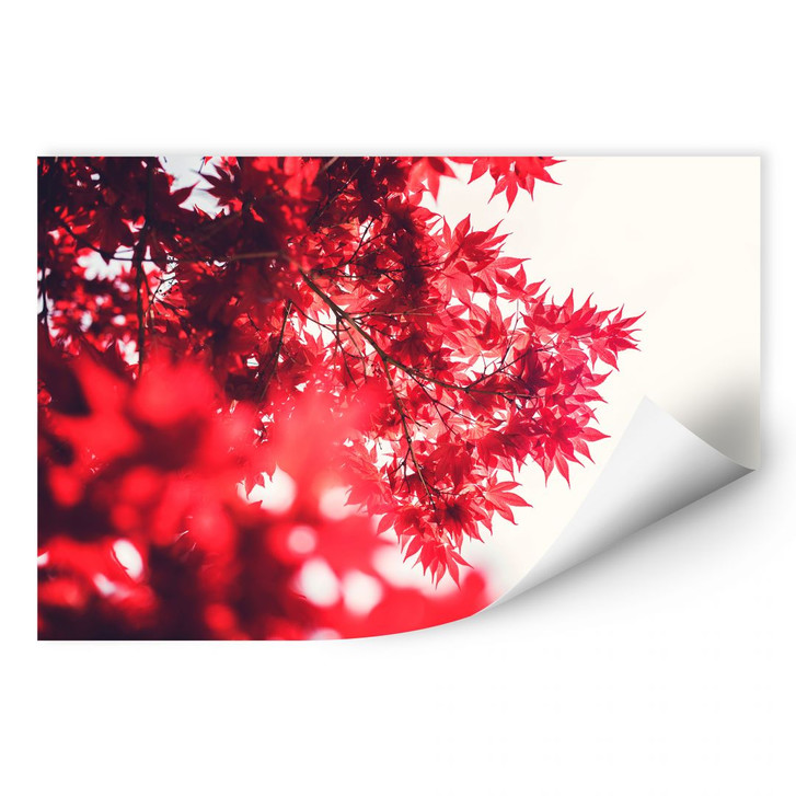 Wallprint Ahornbaum im Herbst - WA181103