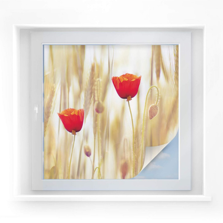 Sichtschutzfolie Poppies - quadratisch - WA176438