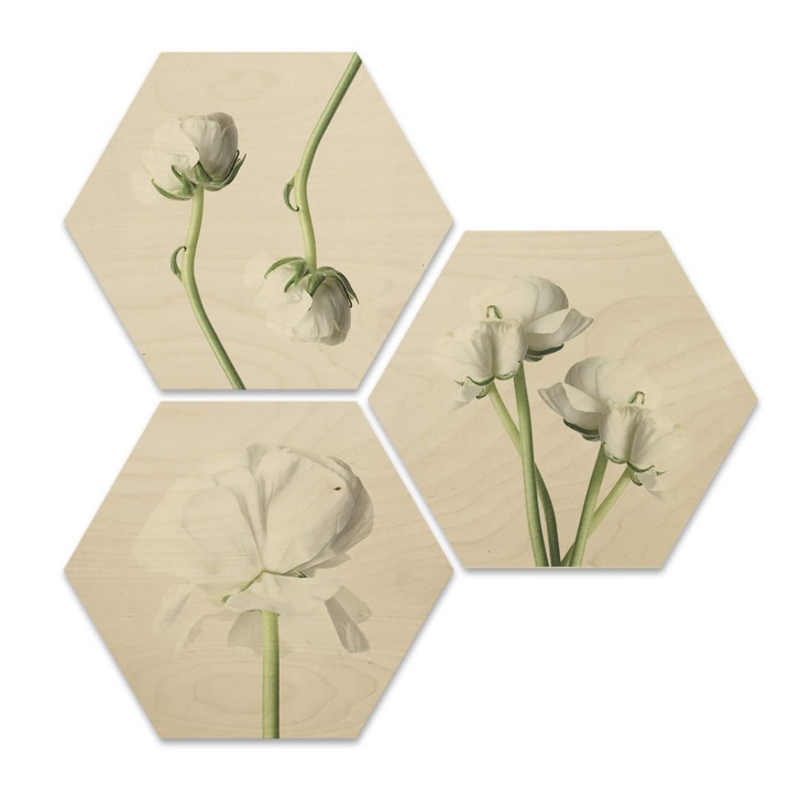 Hexagon - Holz Birke-Furnier - Ranunkeln (3 er Set) - WA245210