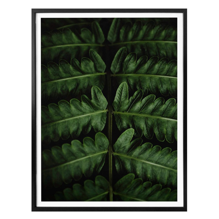Poster Botanical 02  - WA158241