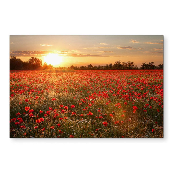 Wandbild Mohnfeld im Sonnenuntergang - Alu-Dibond - WA423172