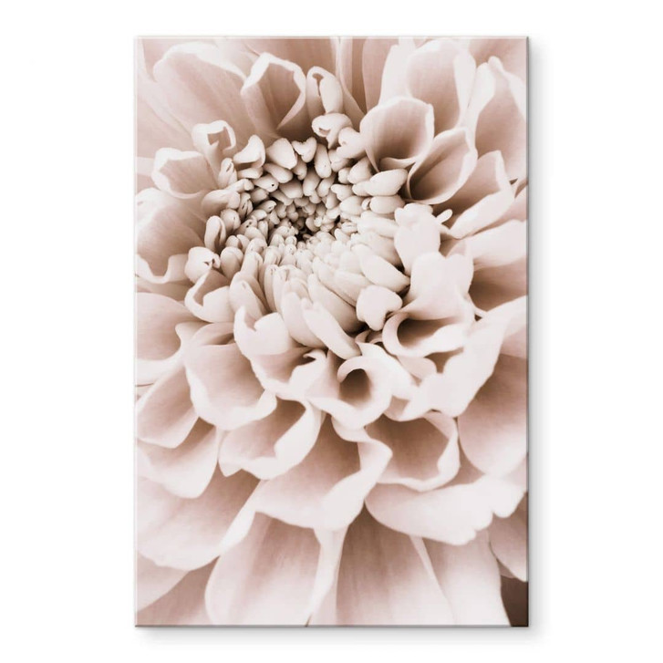 Acrylglasbild 1X Studio - Chrysantheme - WA319357