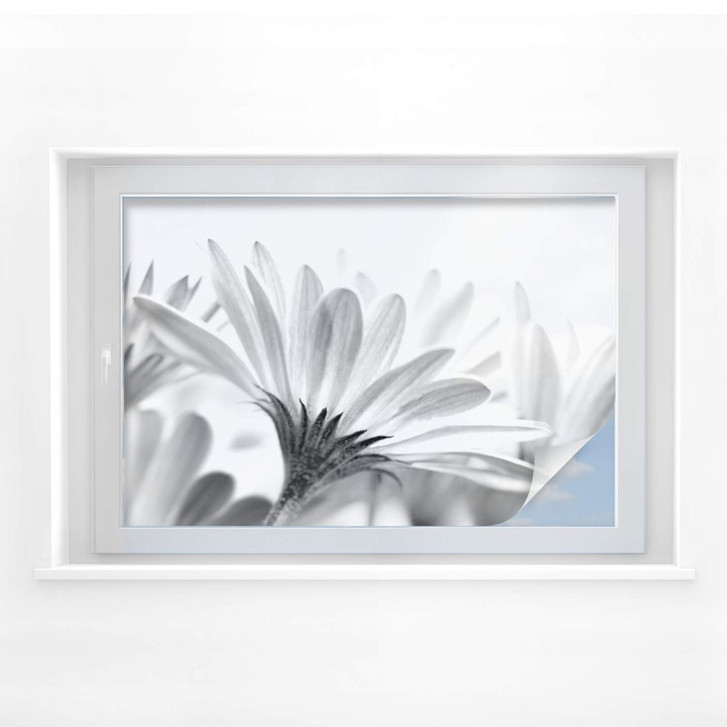 Sichtschutzfolie Gänseblümchen im Detail - WA175122