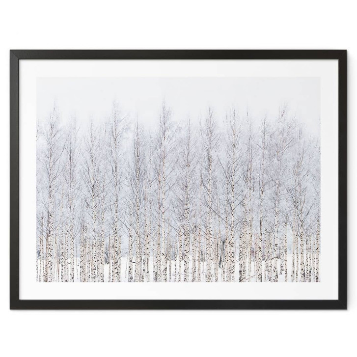 Poster Birkenwald im Winter - EMELIEmaria - WA498257
