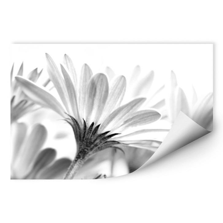 Wallprint Gänseblümchen im Detail - WA184332