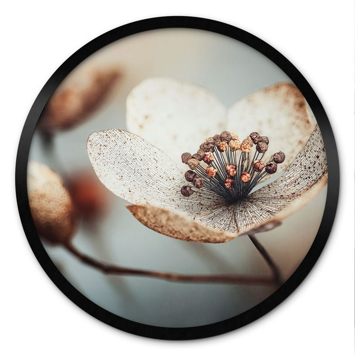 Poster Boho Trockenblume Makro - Treechild - Rund - WA499095