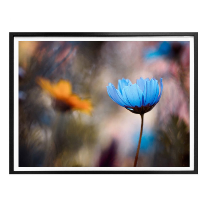 Poster Bravin - Tanzende Blumen - WA279139