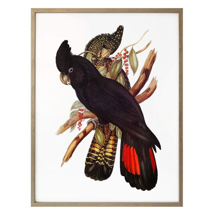 Poster Schwarzer Kakadu - WA248994