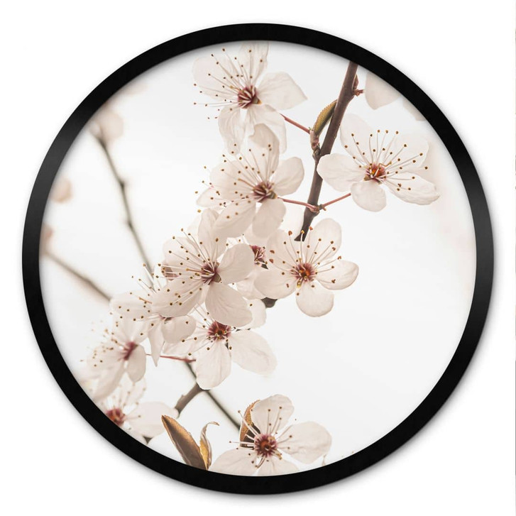 Poster Zweig mit weissen Kirschblüten - Sisi & Seb - Rund - WA473570
