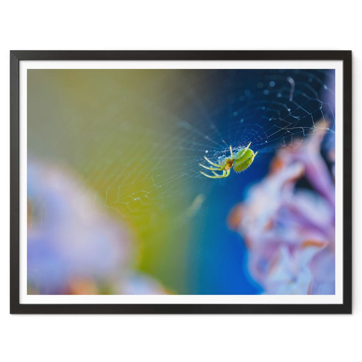 Poster Brown - Niedliche Spinne - WA348699