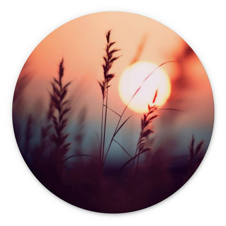 Wandbild Gräser im Licht der glühenden Sonne - Treechild - Alu-Dibond Rund - WA464797