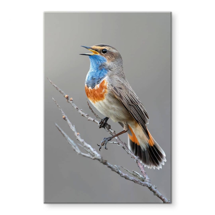 Acrylglasbild Singendes Blaukehlchen - van Duijn - WA464329