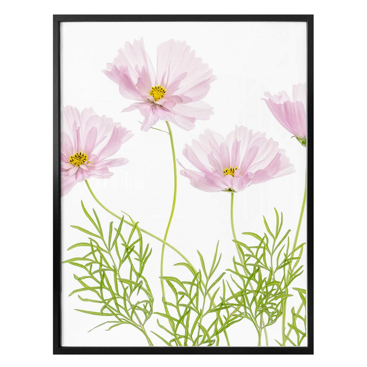 Poster Disher - Sommerblume - WA279797
