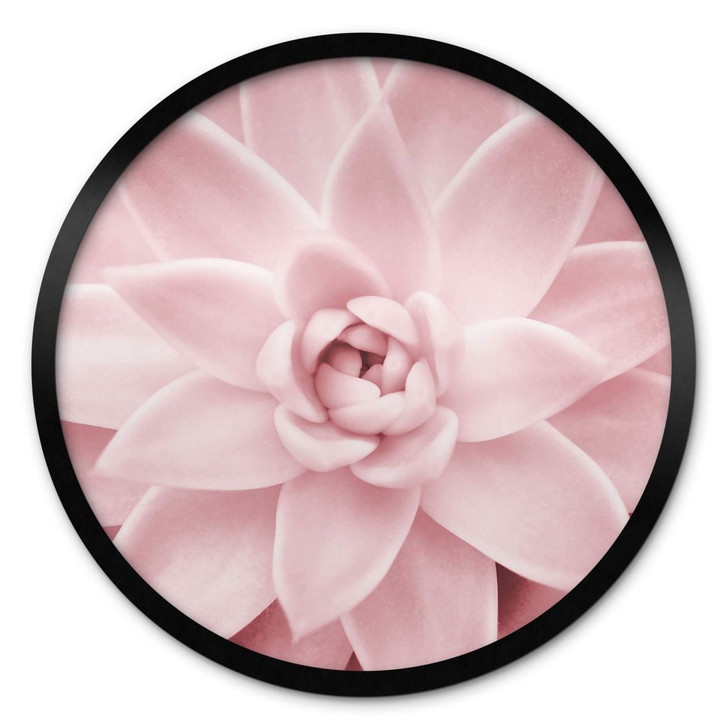 Poster Sisi & Seb - Rosa Sukkulente - Rund - WA380479