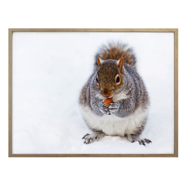 Poster - Eichhörnchen 04 - WA237319