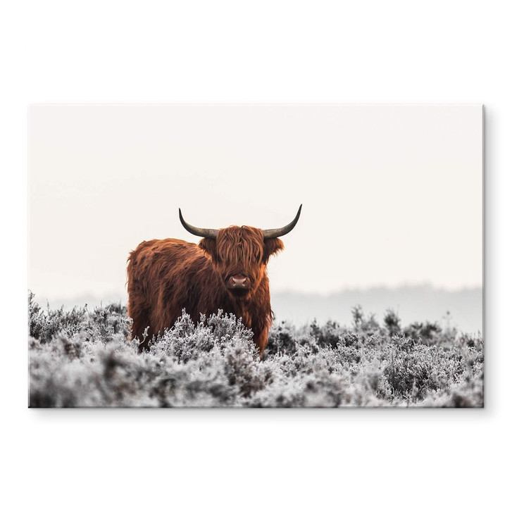 Acrylglasbild van den Helm - Highlander - WA351950