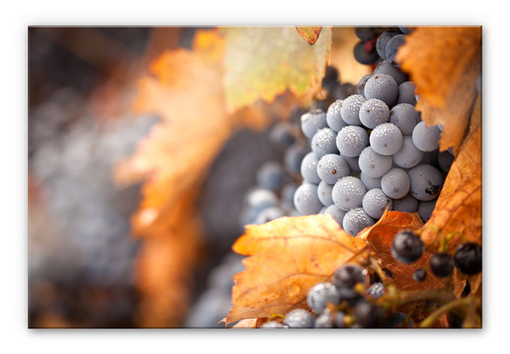 Acrylglasbild Wein im Herbst - WA111758