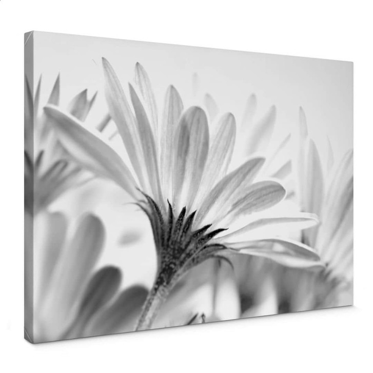 Leinwandbild Gänseblümchen im Detail - WA364460