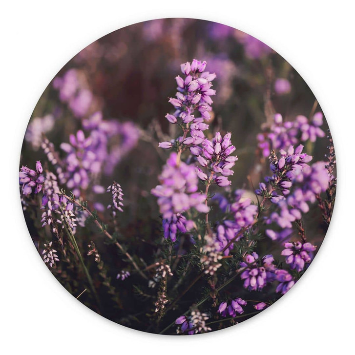 Wandbild Lila Heideblüte im warmen Licht - Annie - Alu-Dibond Rund - WA464694