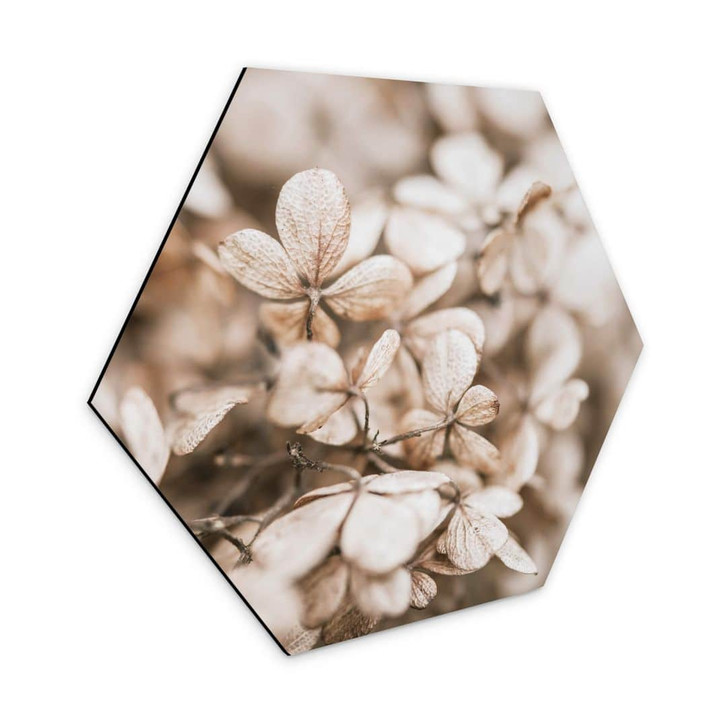 Hexagon - Alu-Dibond Annie - Samtblüten - WA320686