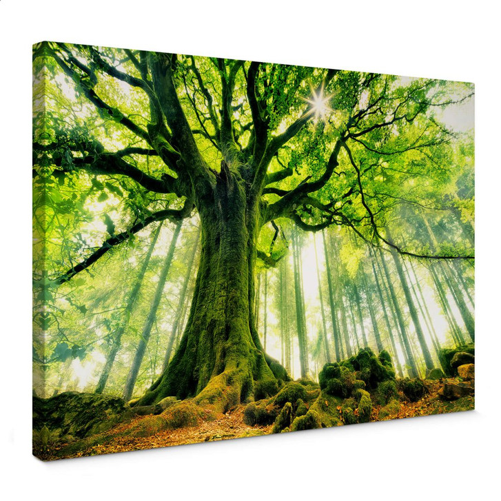 Leinwandbild Kiciak - Märchenwald - WA366468