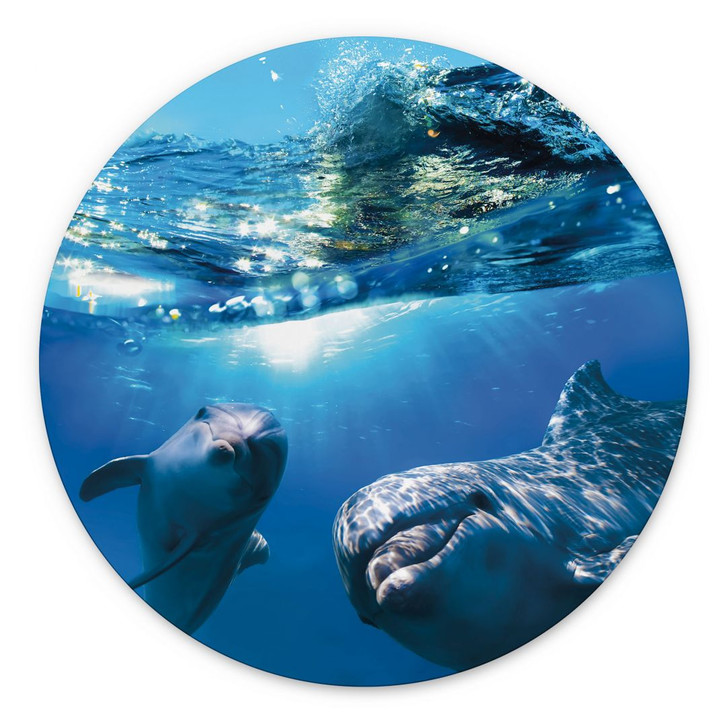 Wandbild Dolphins Underwater - Alu-Dibond Rund - WA484976
