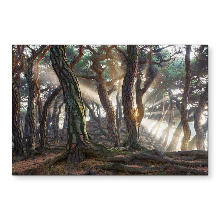 Wandbild Heiliger Kiefernwald - Ryu - Alu-Dibond - WA431280