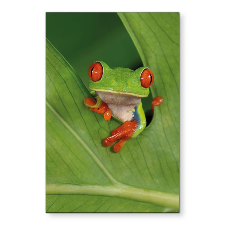 Wandbild Laubfrosch im Regenwald - van Duijn - Alu-Dibond - WA465088
