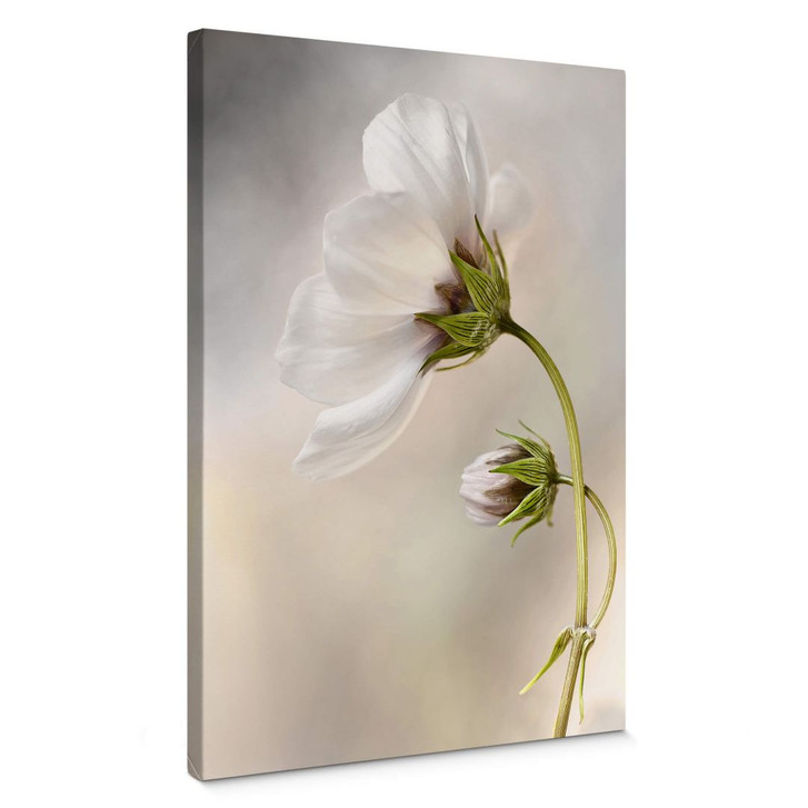 Leinwandbild Disher - Cosmos - WA362026