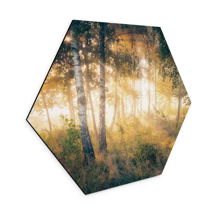 Hexagon Wandbild Sonnenschein im Birkenwald - Alu-Dibond - Kado - WA421941