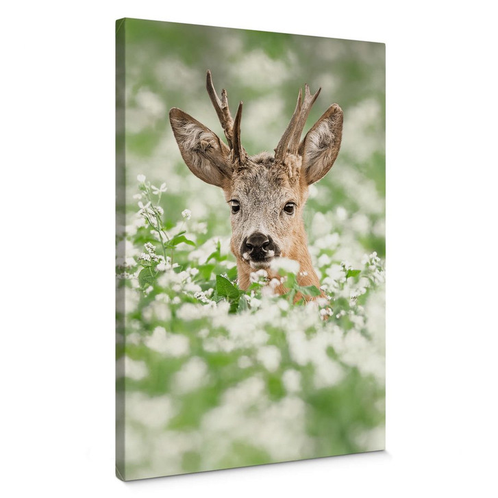 Leinwandbild van Duijn - Junger Rehbock im Heidekraut - WA378289