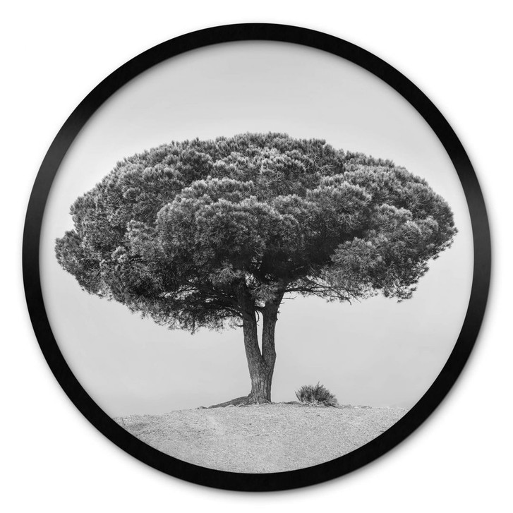 Poster Martin - Baum in Schwarz-Weiss - Rund - WA355560