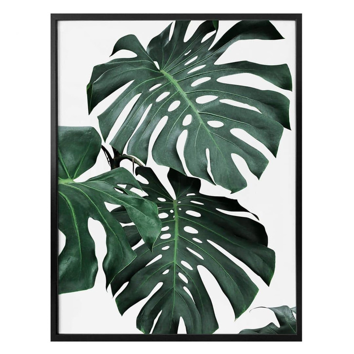 Poster Sisi & Seb - Monstera - WA323635