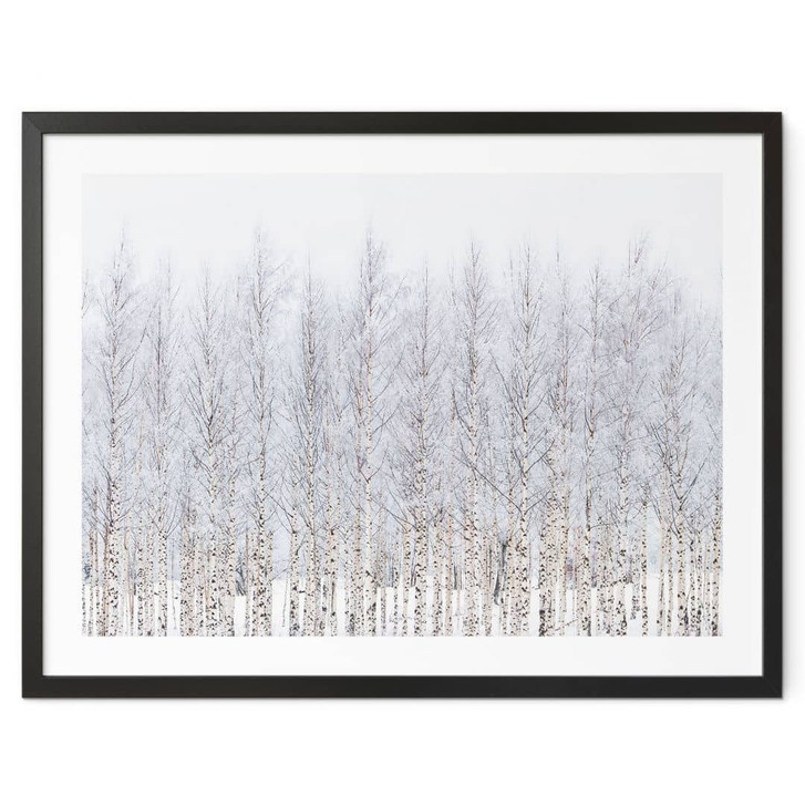 Poster Birkenwald im Winter - EMELIEmaria - WA498259