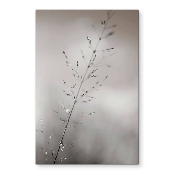 Glasbild mit Naturfotografie - Grashalm mit Tautropfen - Sillen - WA494984