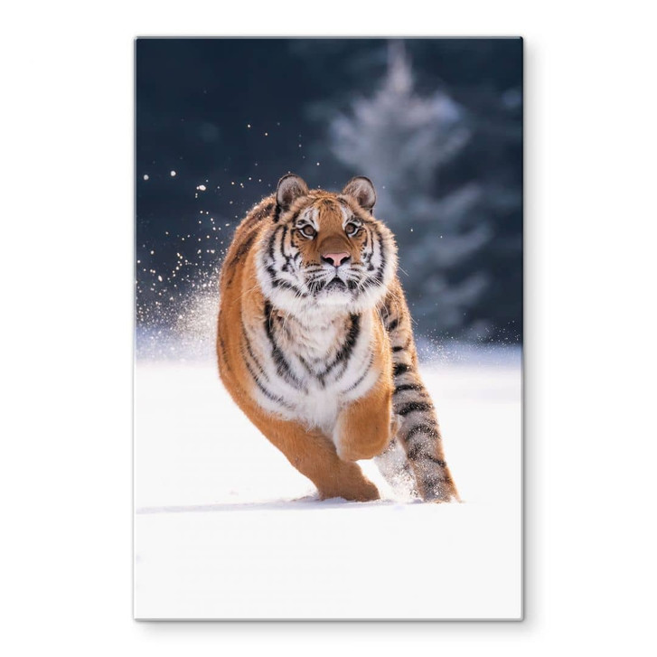Glasbild Sibirischer Tiger im Schnee - van Duijn - WA471825