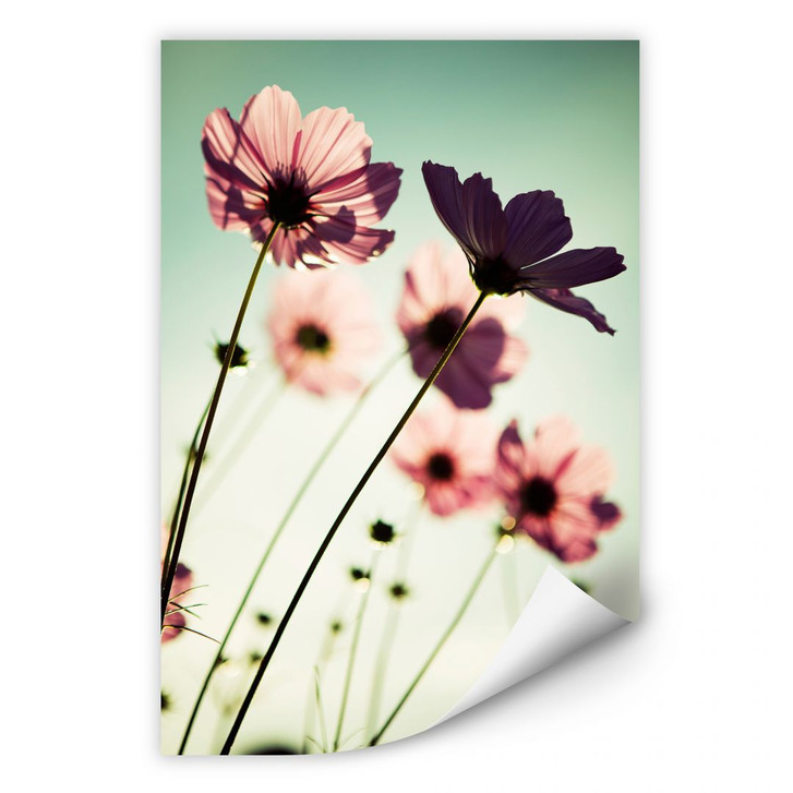 Wallprint Rosa Kosmeen - 40 x 60 cm - RS103249