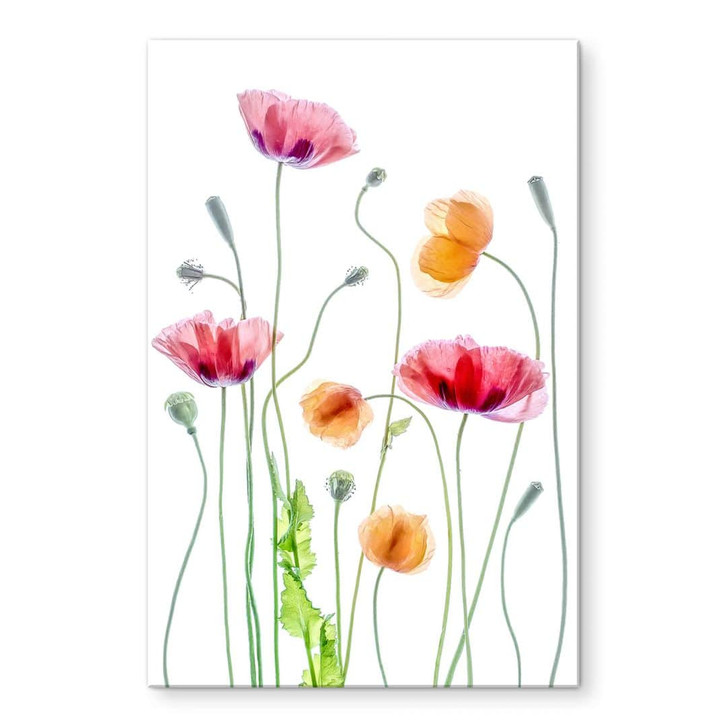 Acrylglasbild Blumen - Bunte Mohnblumen - Disher - WA478672