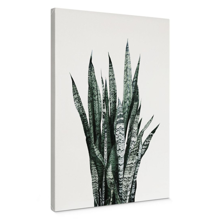 Leinwandbild Bogenhanf Pflanze - Sisi & Seb - WA426994