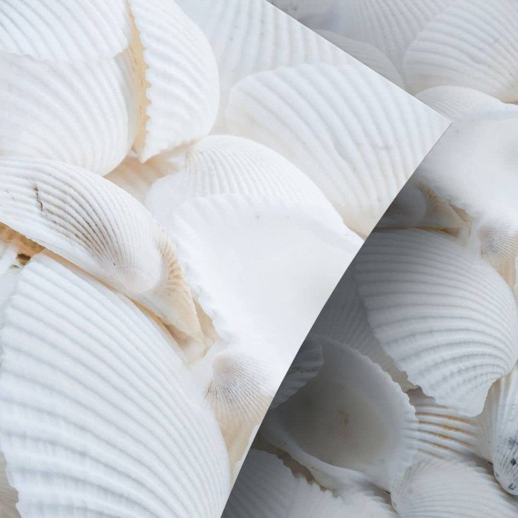 Möbelfolie Weisse Muscheln - WA256006