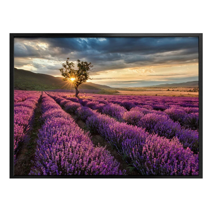 Poster Lavendelblüte in der Provence - WA248161