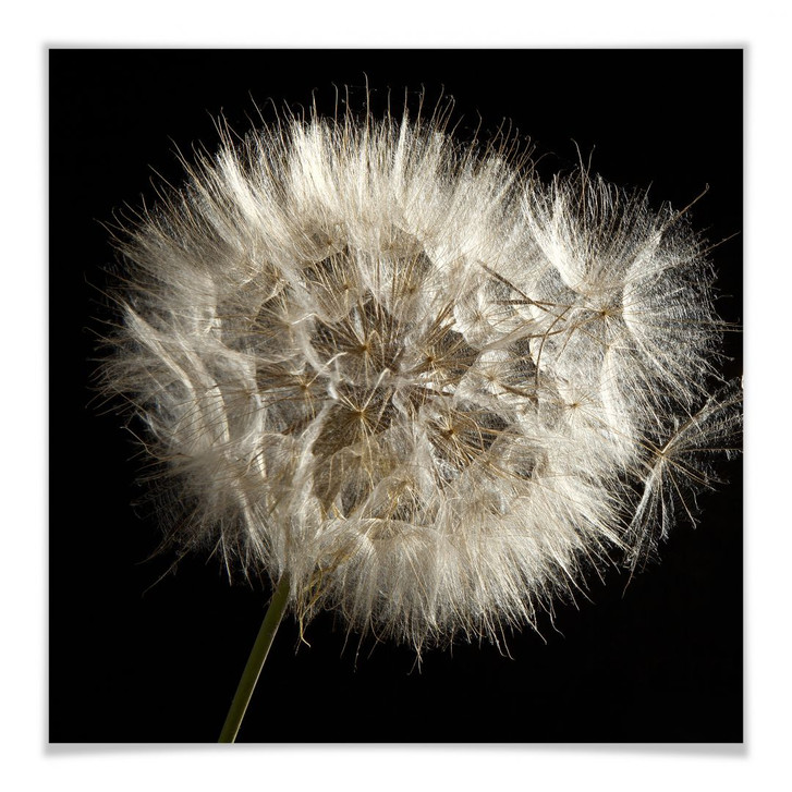 Poster Pusteblume - quadratisch - WA248840