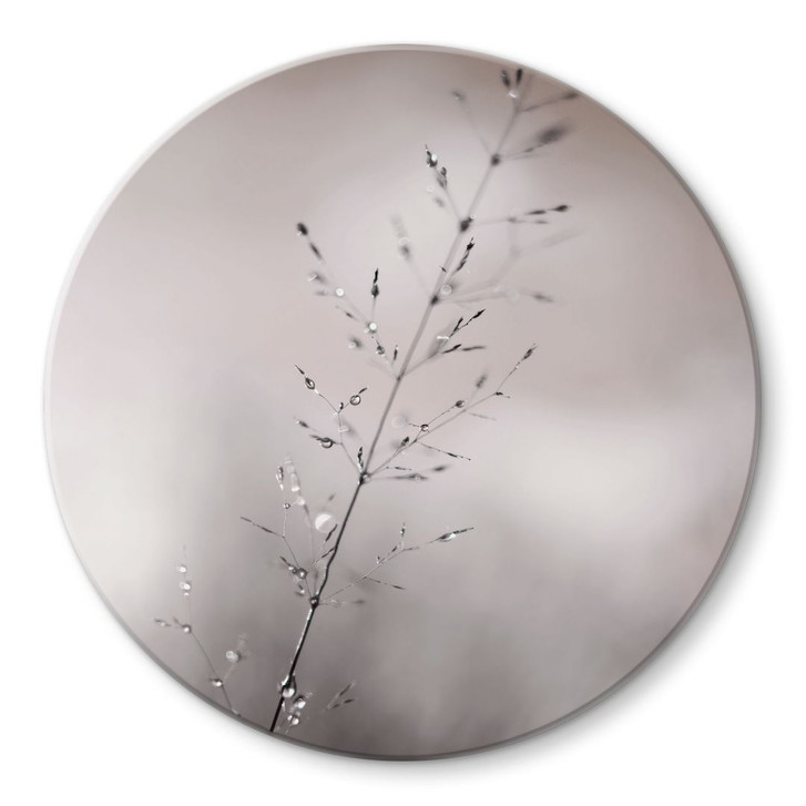 Glasbild Grashalm mit Tautropfen - Sillen - Rund - WA494986