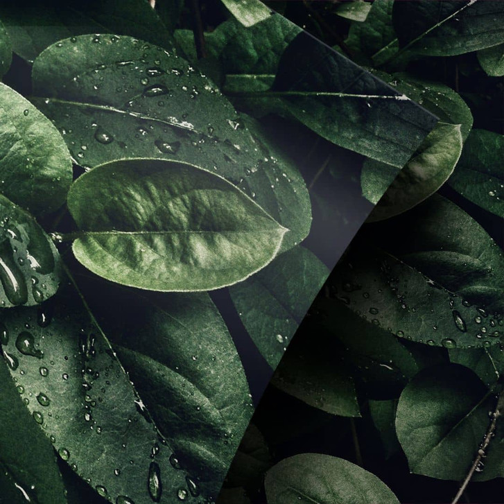 Möbelfolie Grüne Blätter - WA255784